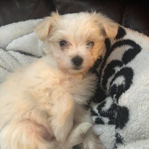 Meet your Posher, Terry